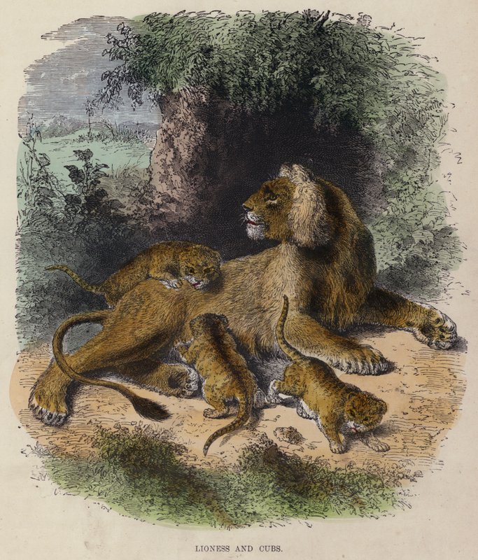 Lionne et lionceaux - English School