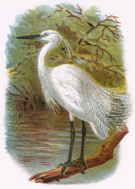 Aigrette garzette - English School