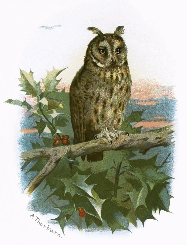 Hibou à longues oreilles - English School