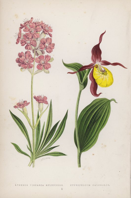 Lychnis Viscaria Splendens; Cypripedium Calceolus - English School