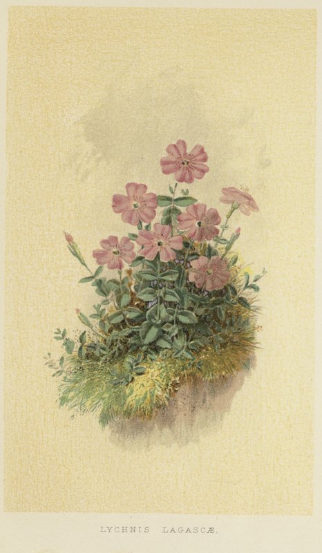 Lychnis lagascae - English School