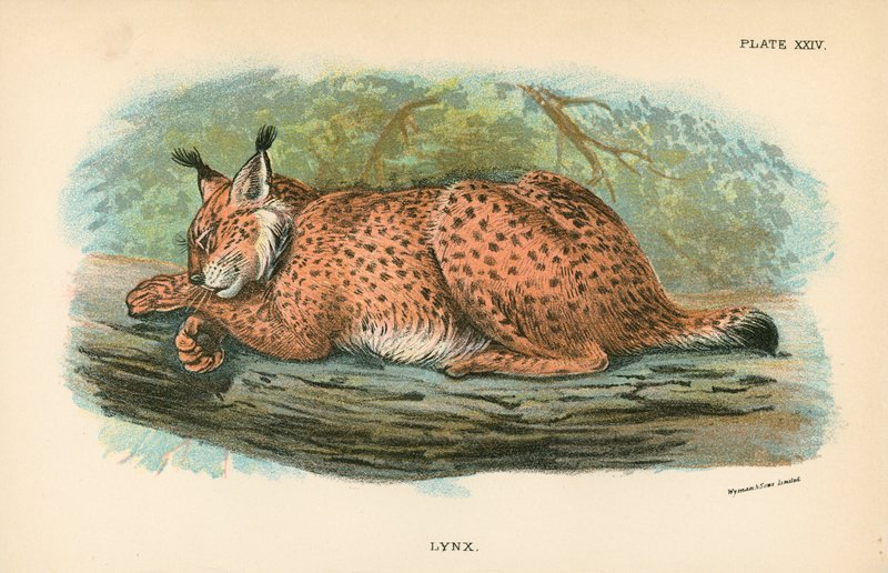 Lynx - English School