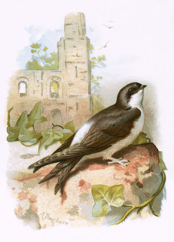 Martin - English School