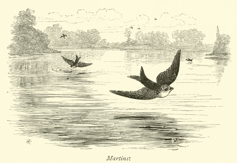 Martins - English School