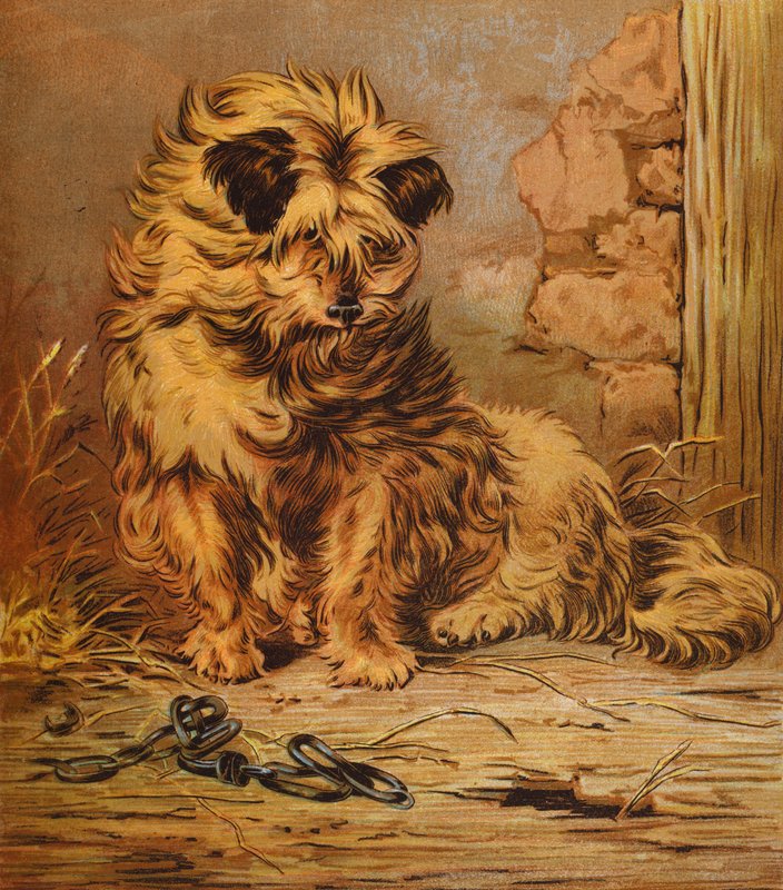 Maître Jacko - English School