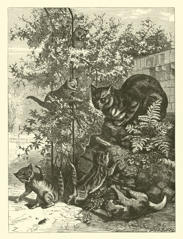 Mère Tabbyskins - English School