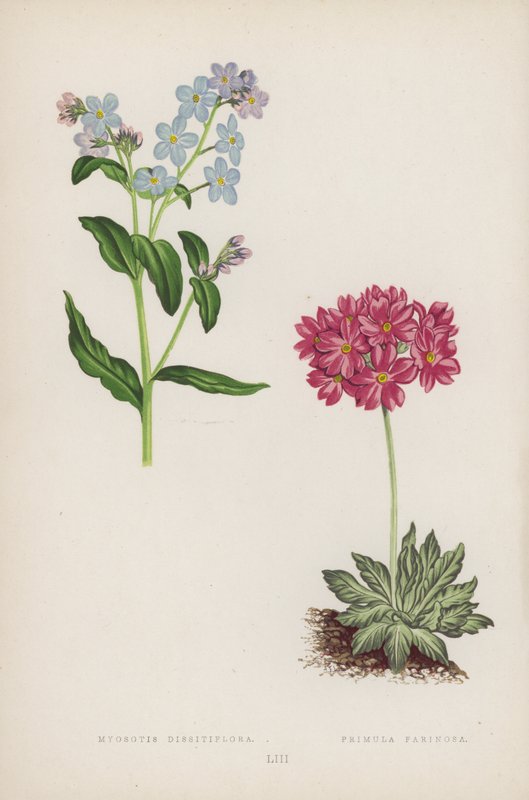 Myosotis Dissitiflora ; Primevère Farinosa (lithographie en couleur) - English School