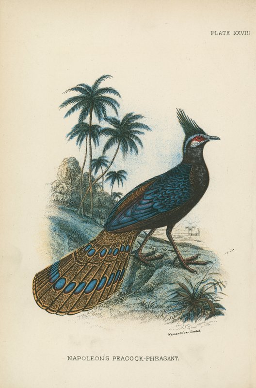 Le Paon-Phénix de Napoléon - English School