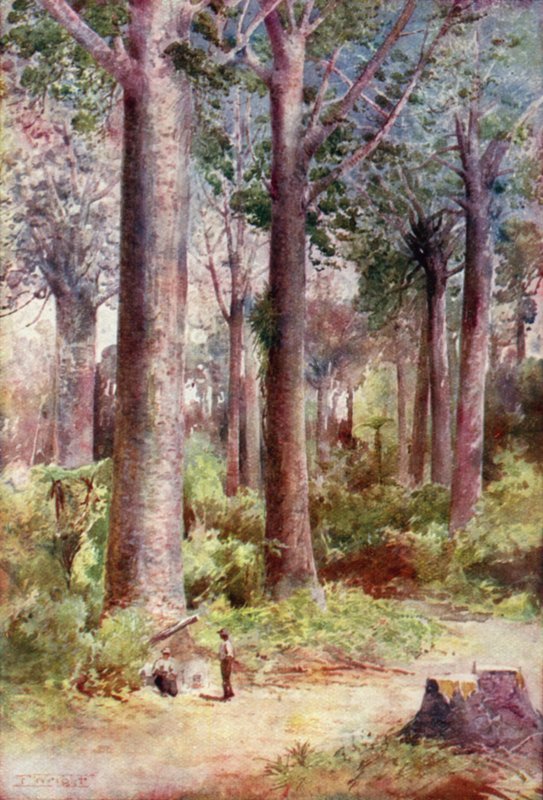 Nouvelle-Zélande : Kauri (lithographie couleur) - English School