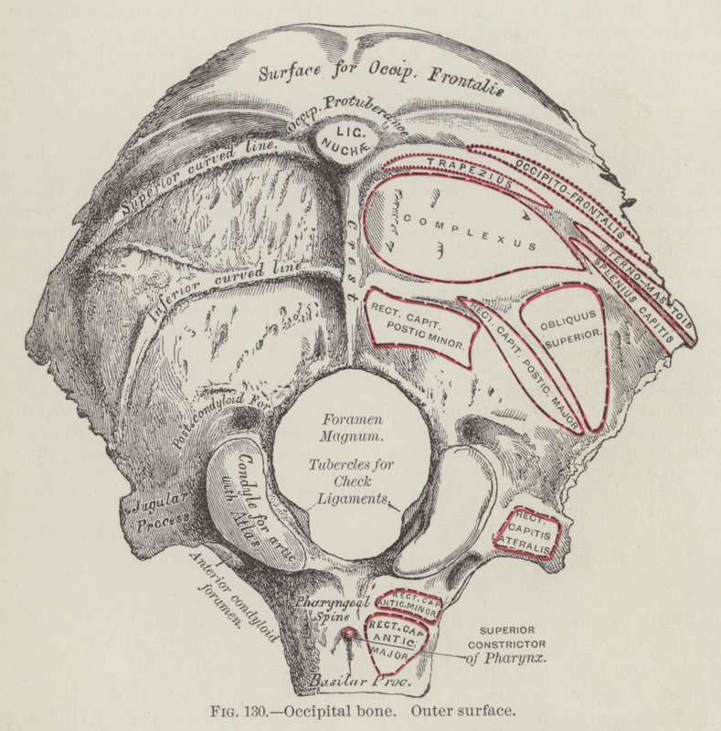 Os occipital, surface externe (gravure) - English School