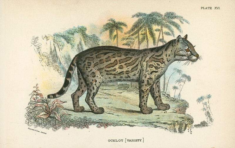 Ocelot [Variété] - English School