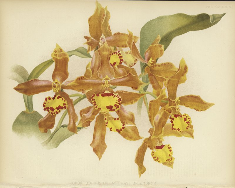 Odontoglossum insleayi splendens - English School
