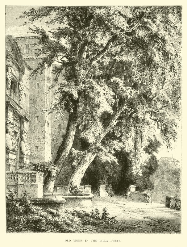 Vieux arbres dans la Villa d