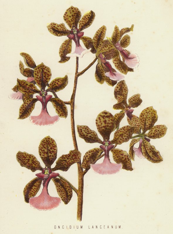 Oncidium Lanceanum - English School