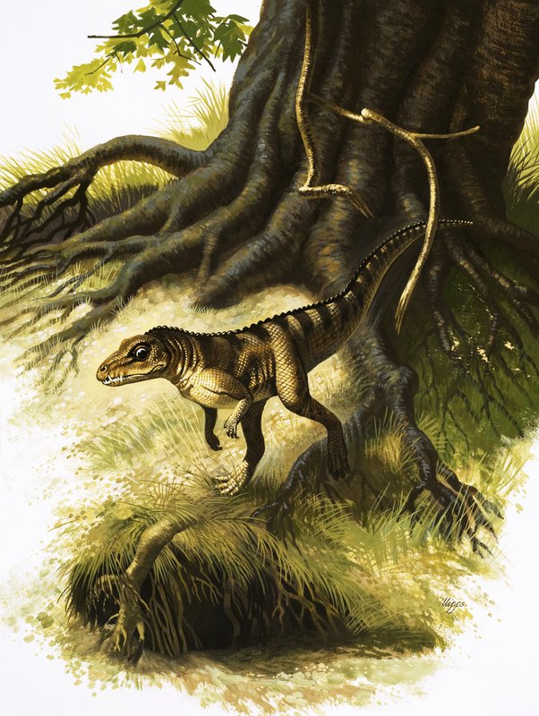 Onithosuchus - English School