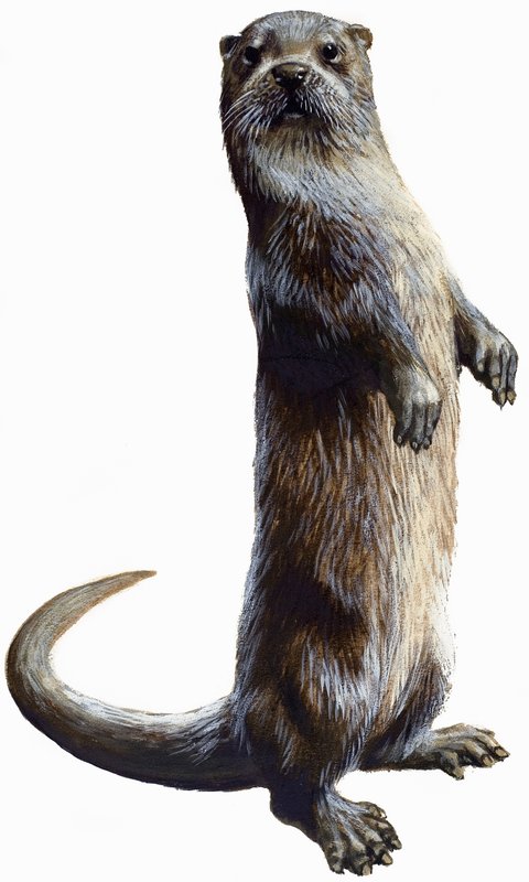 Loutre - English School