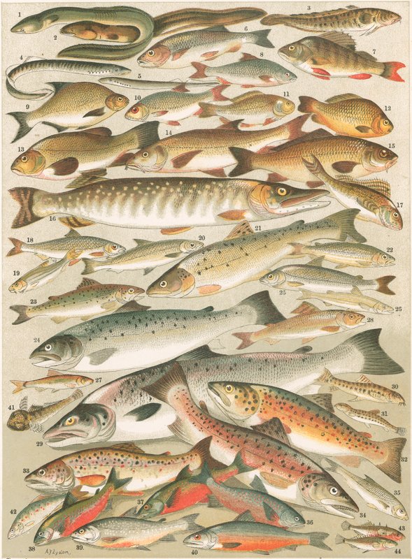 Nos poissons d