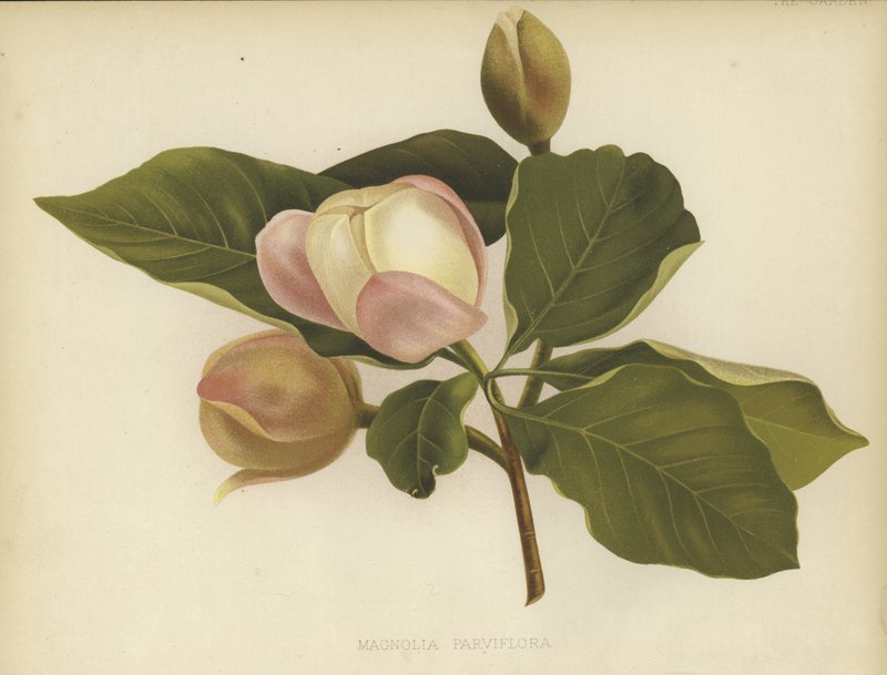 Magnolia Oyama - English School