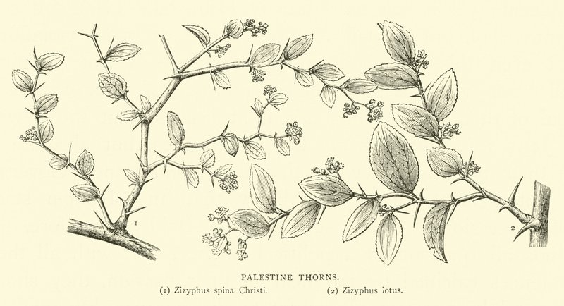 Épines de Palestine - English School