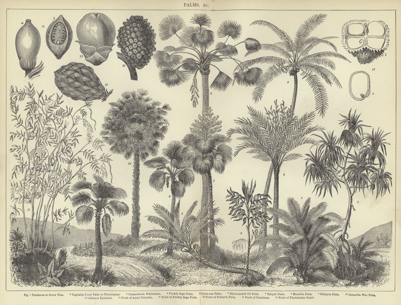 Palmiers - English School