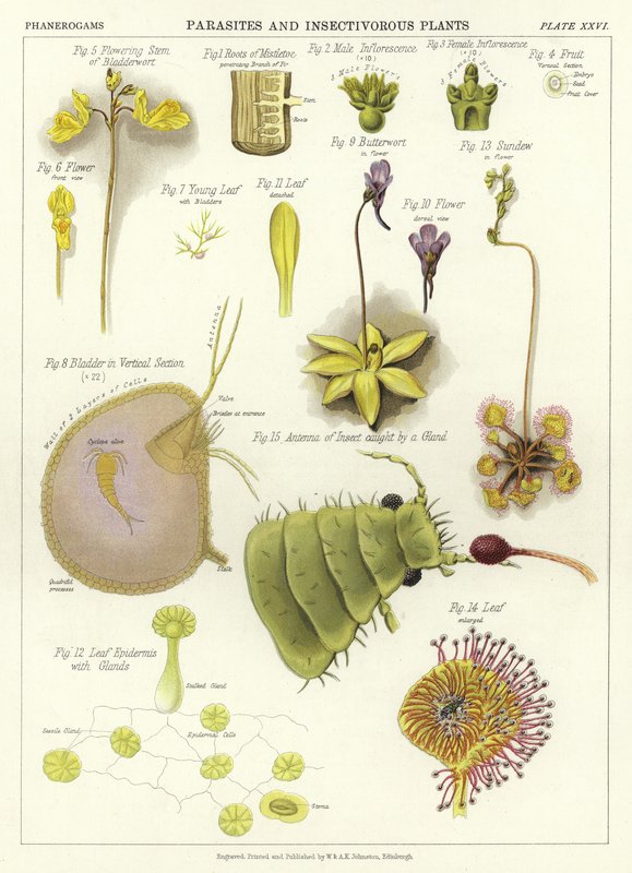 Parasites et plantes insectivores - English School