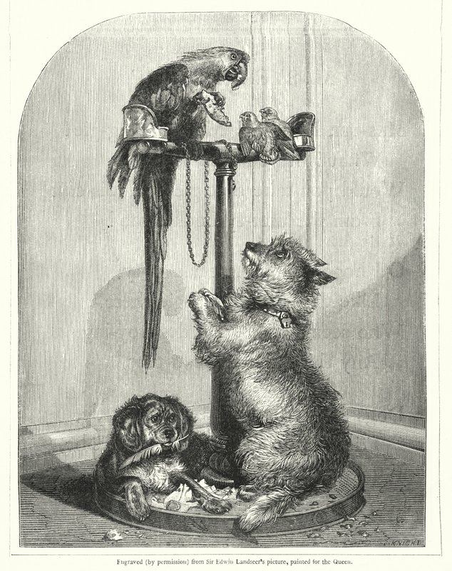 Perroquet et chiens - English School