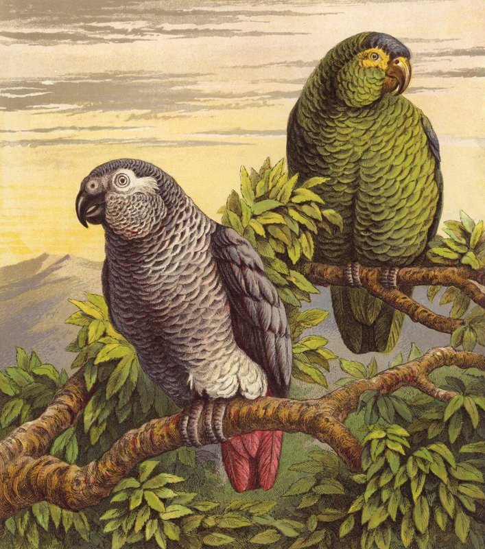 Perroquets (lithographie en couleur) - English School