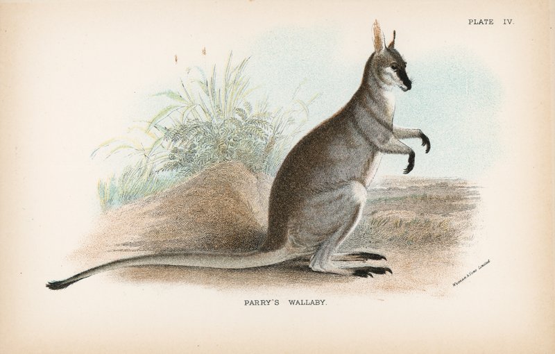 Wallaby de Parry - English School