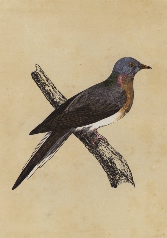 Pigeon migrateur - English School