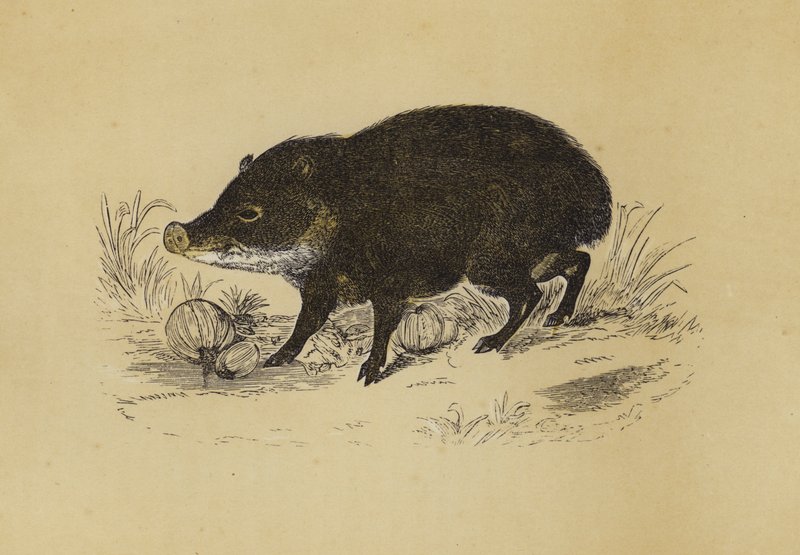 Pécari (lithographie en couleur) - English School