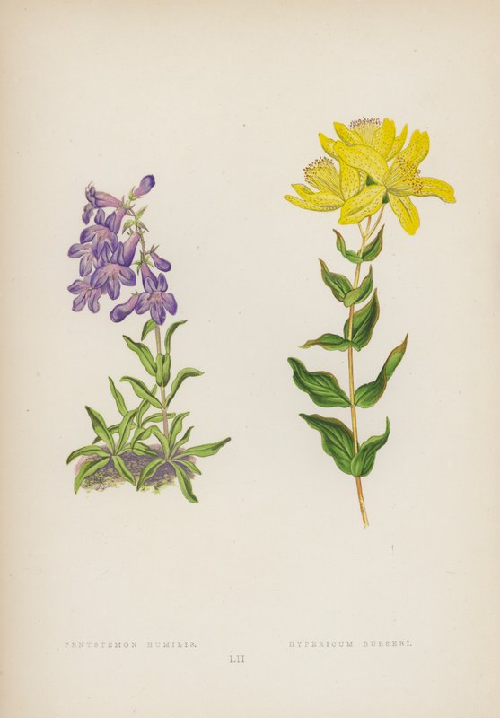 Pentstemon Humilis; Hypericum Burseri - English School