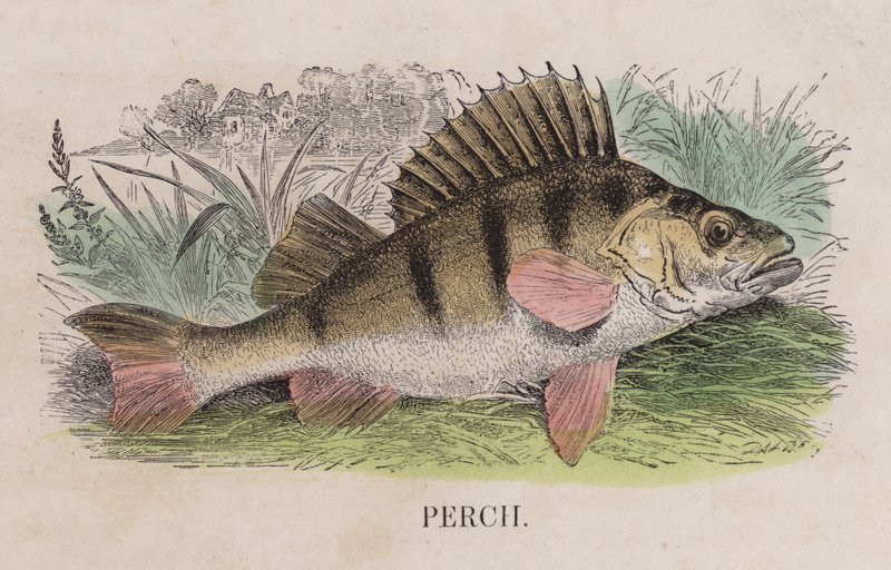 Perche (gravure en couleur) - English School