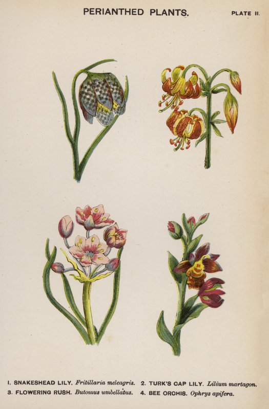 Plantes à périanthe (lithographie en couleur) - English School