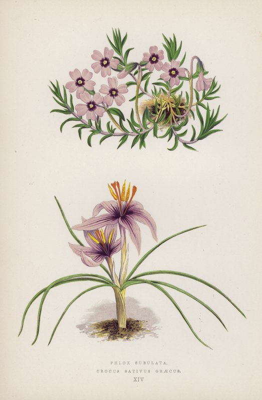 Phlox Subulata ; Crocus Sativus Graecus (lithographie en couleur) - English School