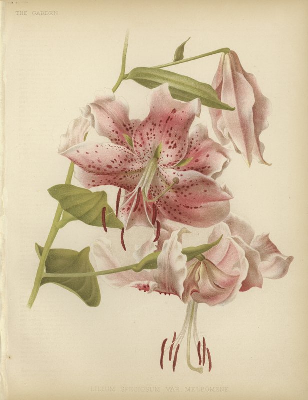 Lys rose - English School