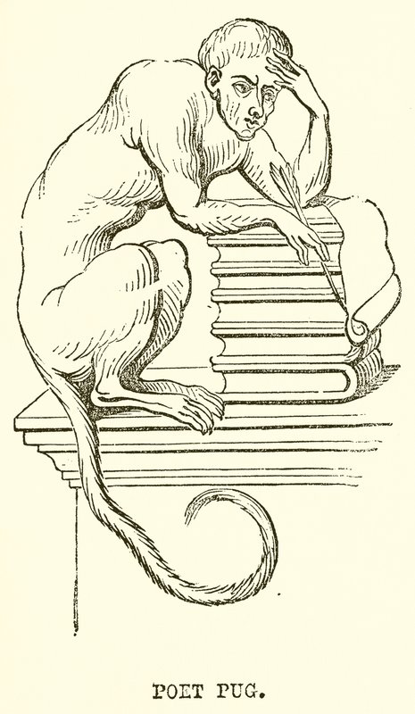 Poète Pug - English School