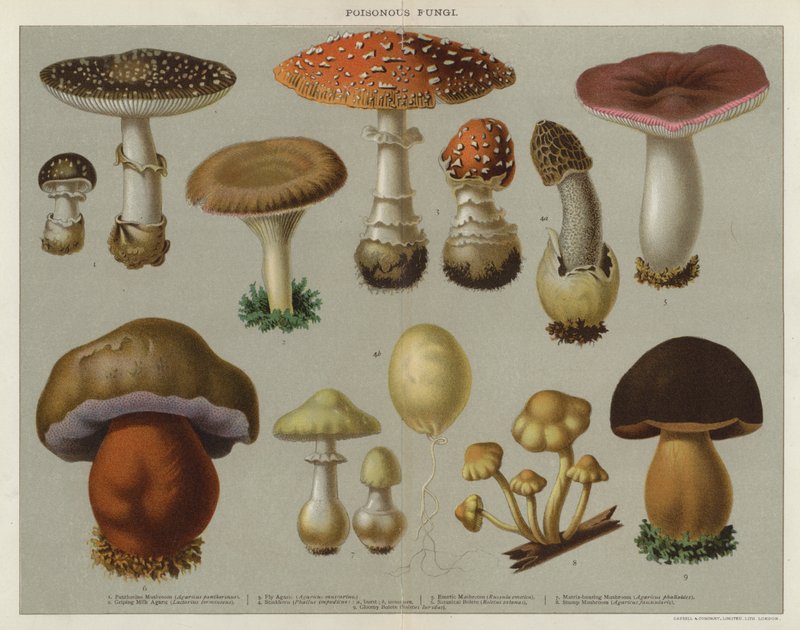 Champignons vénéneux - English School