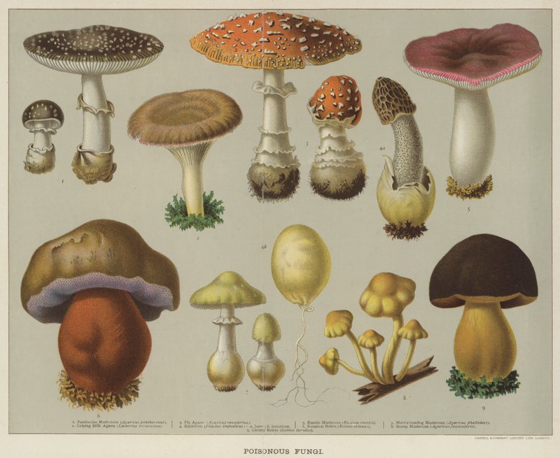 Champignons vénéneux (lithographie en couleur) - English School