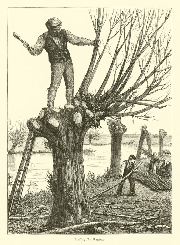 Élagage des saules - English School