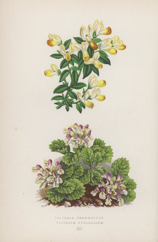 Polygala Chamaebuxus; Teucrium Pyrenaicum - English School