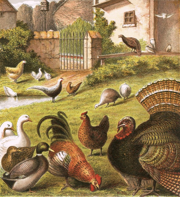 Volaille à la ferme - English School