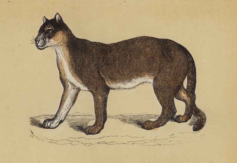 Puma - English School