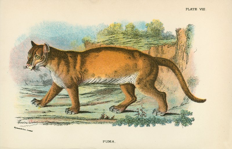 Puma - English School