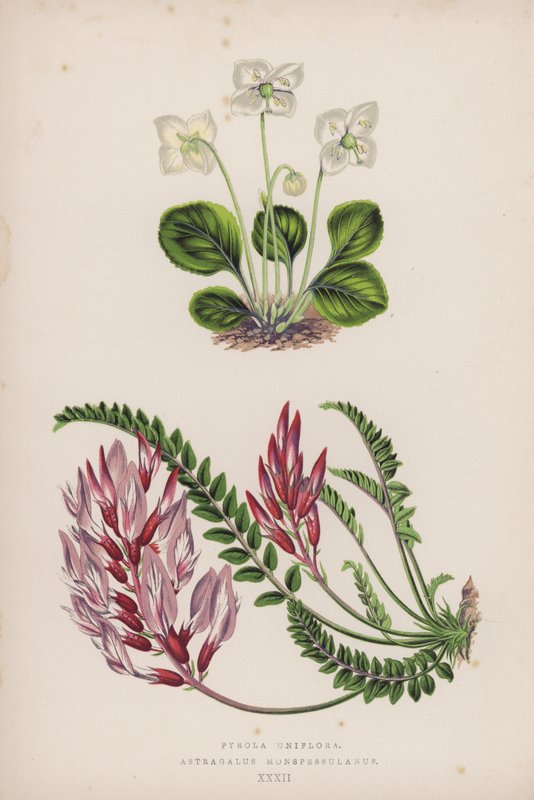 Pyrola Uniflora; Astragalus Monspessulanus - English School