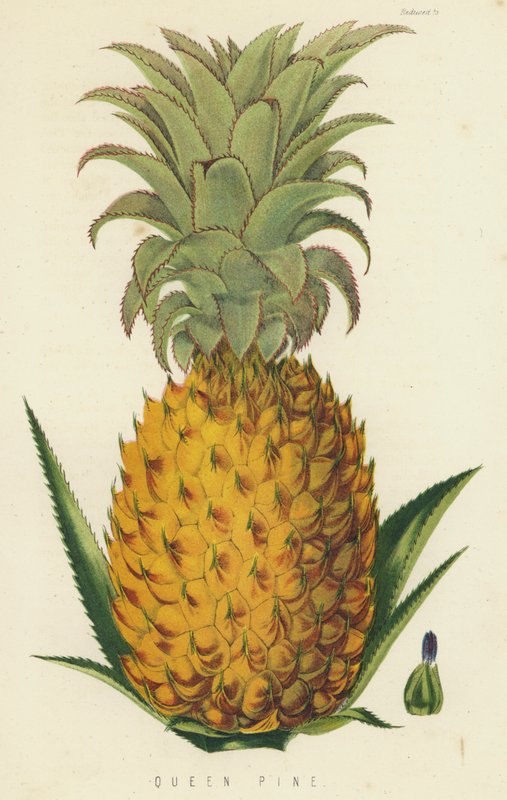 Reine Ananas - English School