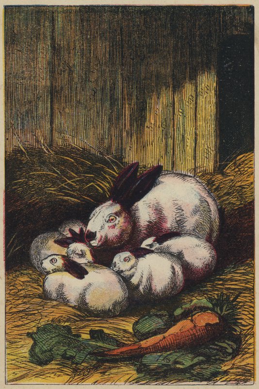Lapins - English School