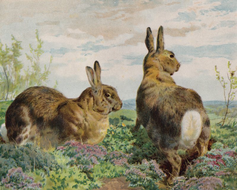Lapins - English School