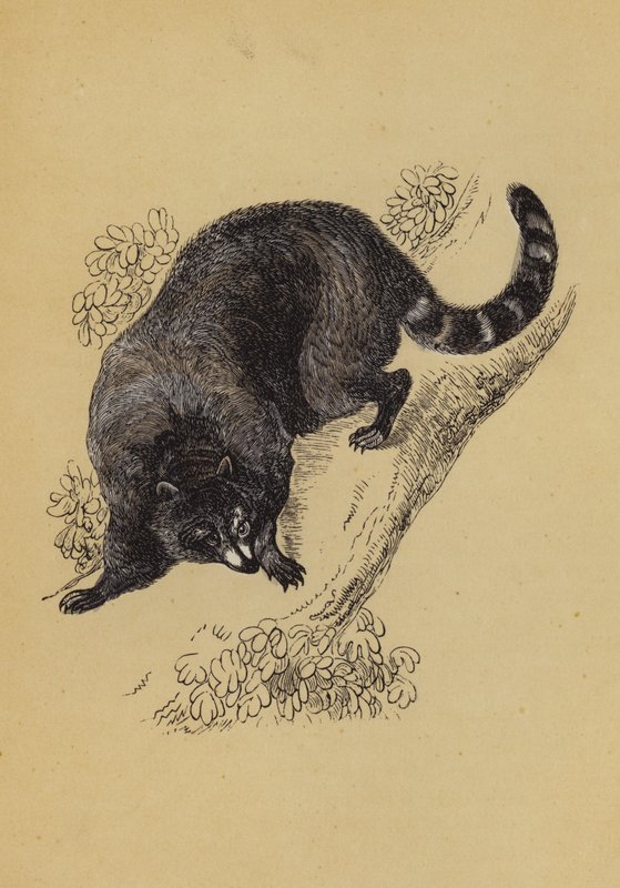 Raton laveur - English School