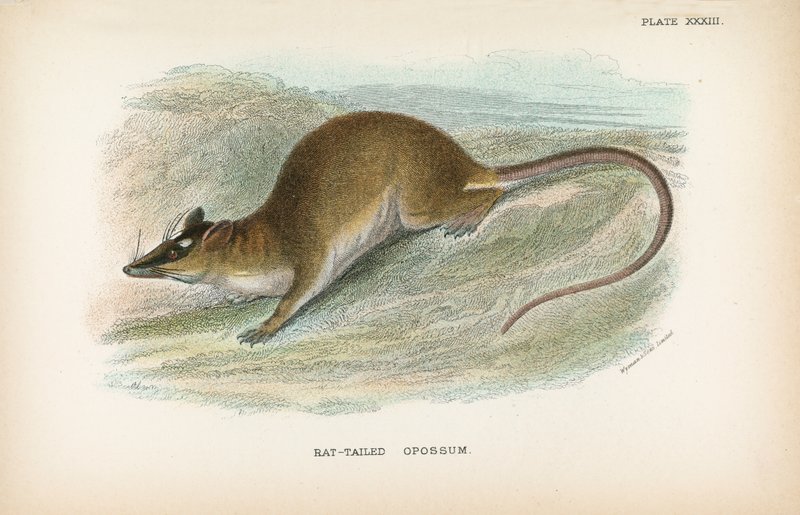 Opossum à queue de rat - English School