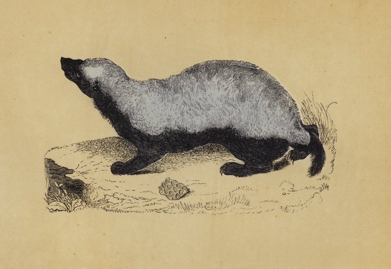 Ratel - English School